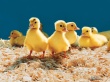 Little Ducks Wallpaer