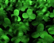 Green Clover Wallpaer