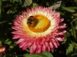Bee on flower Wallpaer