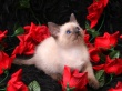 Cavalier of Roses Wallpaer