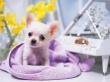 Piano Doggy Wallpaer
