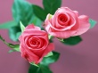 Home Flower Rose Wallpaer