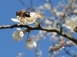 Bee on Spring Wallpaer