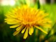 Sweet dandelion Wallpaer