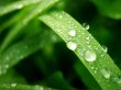 Wet leaf Wallpaer