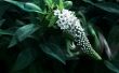 Bug on a flower Wallpaer