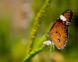 Orange butterfly Wallpaer