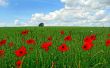 Poppy flowers on field Wallpaer