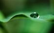 Rain drop on a leaf Wallpaer
