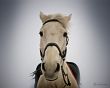 Staring horse Wallpaer