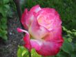 Rose Wallpaer