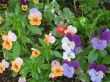 Colorful flowers Wallpaer