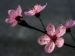 Plum blossoming Wallpaer