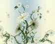 Nice white flowers Wallpaer