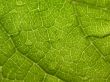 Leaf weaves Wallpaer