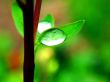 Drop on small leaf Wallpaer