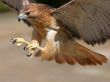 Rapture flying Wallpaer