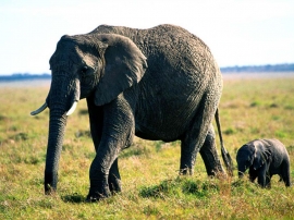 Old Elephant with Baby Elephant Wallpaper