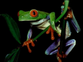 Frog on Plant Wallpaper