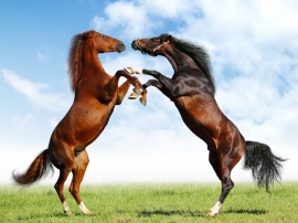 Horse Fighting Wallpaper