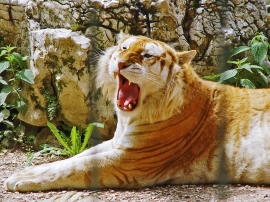 Golden Tiger Wallpaper