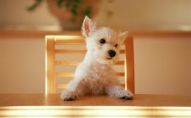 Dog at the table Wallpaper