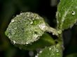 Leaf with drops Wallpaer