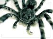 Tarantula up close Wallpaer