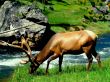 Deer eating grass Wallpaer