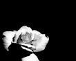 White pale rose Wallpaer