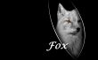 Fox Wallpaer