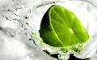 Green lime splash Wallpaer