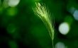 Green wheat Wallpaer