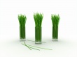 Lemon grass Wallpaer