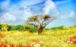Solitary Tree Wallpaer