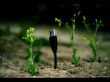 USB plant Wallpaer