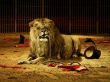 Lion lunch Wallpaer