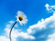 Rising to the sky Wallpaer