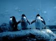 Penguins desktop Wallpaer