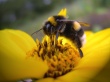 Bee on yellow flower Wallpaer
