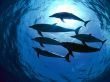 Dolphins swimming Wallpaer