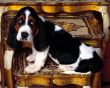 Basset hound puppy Wallpaer