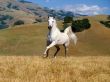Beautiful white horse Wallpaer
