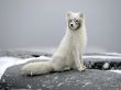 Polar fox Wallpaer