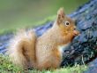 Squirrel eating Wallpaer