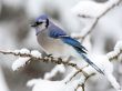Cyanocitta Cristata Wallpaer