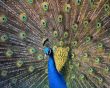 Beautiful peacock Wallpaer