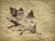 Leaf in sand Wallpaer