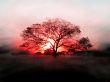 Red sunset Wallpaer