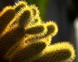 Cactus in sunlight Wallpaer